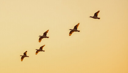 Fototapeta premium A flock of seagulls flying together across a clear sky at sunset, creating a peaceful and harmonious nature scene.