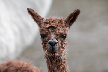 Alpaca Baby Braun