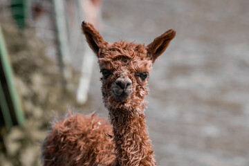 Alpaca Baby Braun