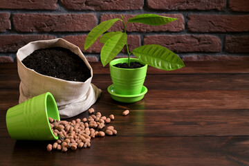 Young Plant in Green Pot with Soil and Clay Granules on Wooden Table
