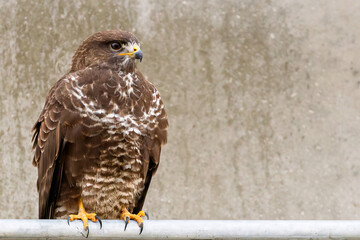 Common buzzard (Buteo buteo )bird of pray in city environment