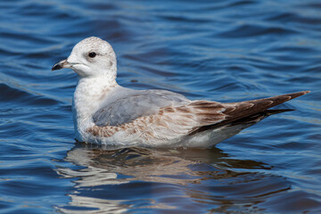 Common Gull (Larus canus) first winter.