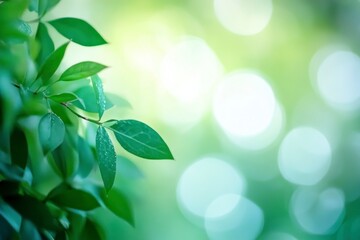 Abstract green watercolor background with blurred shapes and bokeh, white background, soft blurred background with green tones, blurred greenery, blurred abstract background