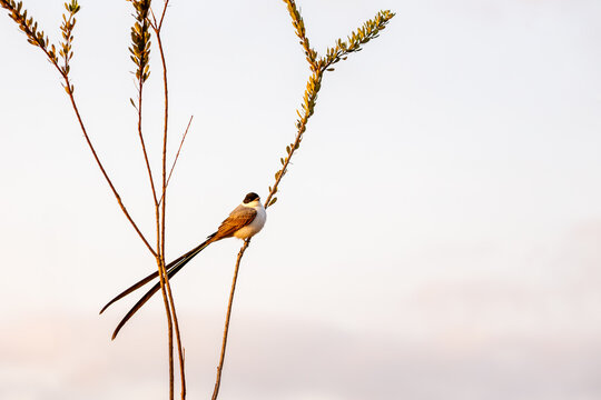 Tyrannus savana