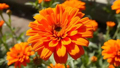 a close up of an orange flower in a garden