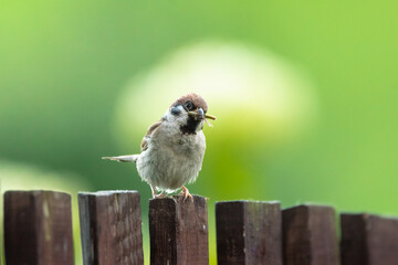 Eurasian Tree Sparrow Holding an Insect – Bird Feeding in Nature