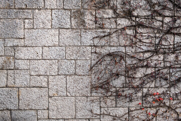 Ivy on an old stone wall in Dalmatia, Croatia