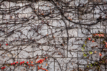 Ivy on an old stone wall in Dalmatia, Croatia