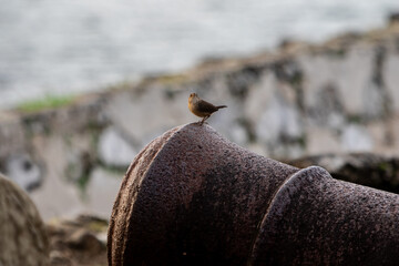 Pájaro en la boca de cañón