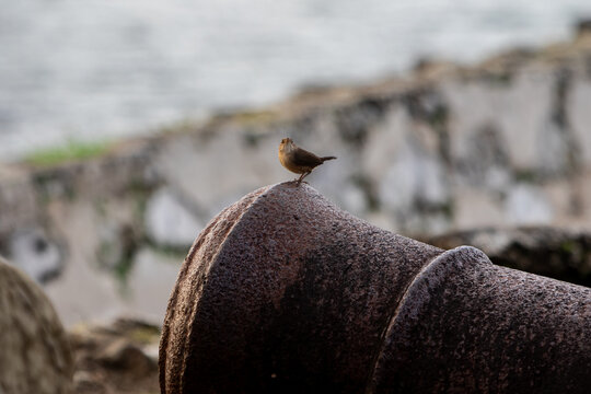P&aacute;jaro en la boca de ca&ntilde;&oacute;n