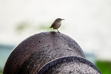 P&aacute;jaro en la boca de ca&ntilde;&oacute;n