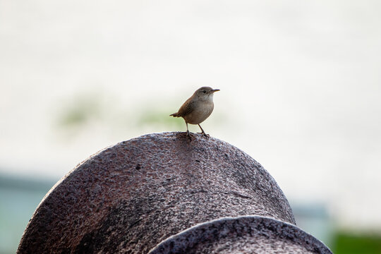 P&aacute;jaro en la boca de ca&ntilde;&oacute;n