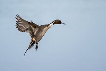 Northern Pintail, Anas acuta, male in flight over winter marshes