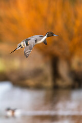 Northern Pintail, Anas acuta, male in flight over winter marshes