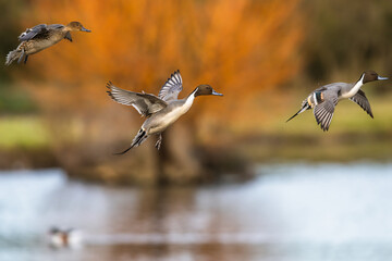 Northern Pintail, Anas acuta, male in flight over winter marshes