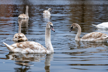 Swans gracefully swimming in a tranquil pond during autumn afternoon
