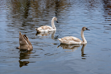 Swans swimming peacefully in a tranquil lake during a sunny afternoon