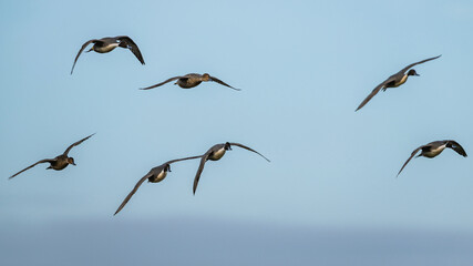 Northern Pintail, Anas acuta, male in flight over winter marshes