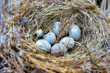 Obraz premium Freshly laid eggs nestled in a natural bird nest in the wild