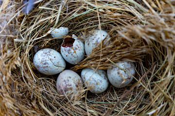 Obraz premium Nest with unhatched bird eggs nestled in natural straw in early spring