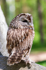 Stone cliff tawny owl