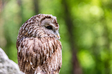 Tawny owl in stone cliff habitat