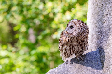 Tawny owl perched on stone cliff