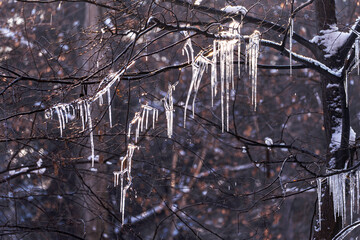 Close-up icicles illuminated by the sun are hanging on the bare branches of a tree, they are melting, small drops are visible falling down.