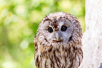 Summer scene with tawny owl in blurry greenery