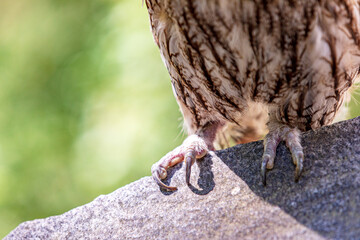 Tawny Owl feet with claws on a rock ledge