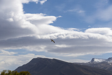 Fototapeta premium bird flying over the moutain