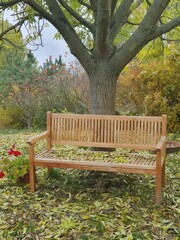 Wooden garden bench under an ash tree in autumn