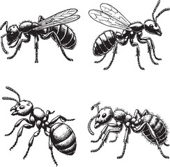 Detailed Black and White Illustrations of Various Ant Species