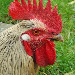 Head of a rooster with prominent red markings - a comb, wattles and ear lobes.