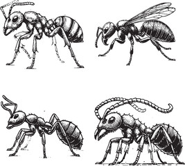 Detailed Black and White Illustrations of Different Ant Species