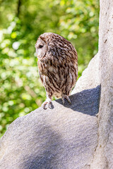 Tawny owl in stone cliff habitat