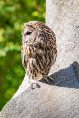 Tawny owl in stone cliff habitat