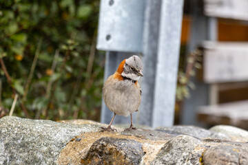 robin on a fence