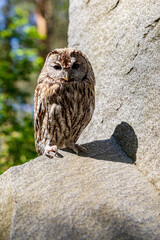 Tawny owl on rugged stone cliff