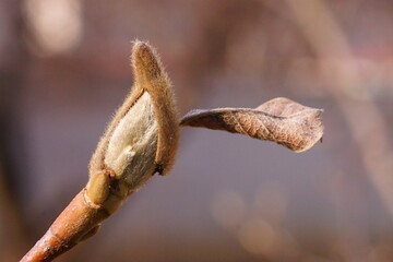 The revival of nature; macro photo of a magnolia bud on a branch	