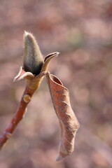 The revival of nature; macro photo of a magnolia bud on a branch	