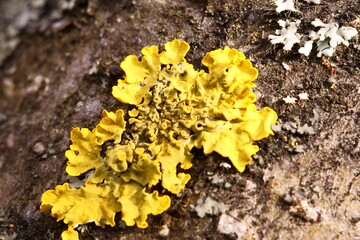 Textures and vibrant colors from the fascinating world of lichens; Golden lichens on a tree branch;...