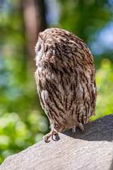 Stone cliff's tawny owl sentinel