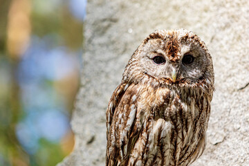 Tawny owl nestled on stone ledge