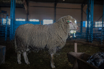 A big merino ram in a closed barn surrounded by an agricultural setting.