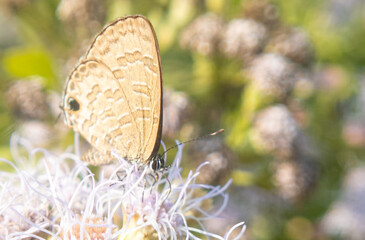 Stunning Butterfly Macro – Close-Up Nature Photography with Vivid Wing Detai