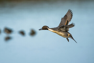 Northern Pintail, Anas acuta, male in flight over winter marshes