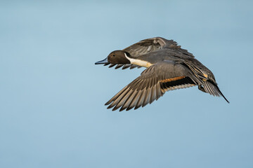 Northern Pintail, Anas acuta, male in flight over winter marshes