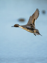 Northern Pintail, Anas acuta, male in flight over winter marshes