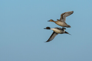 Northern Pintail, Anas acuta, pair of birds in flight over winter marshes